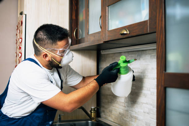 Best Wasp Removal Services  in Paynesville, MN